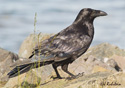 Corvus corax